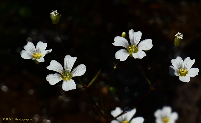 {Mononeuria glabra}